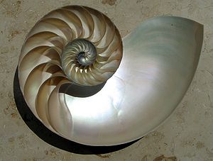 300px-nautiluscutawaylogarithmicspiral